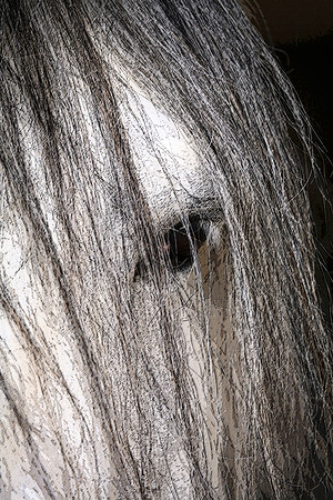 'Silver Threads' - Jerez, Spain 2006