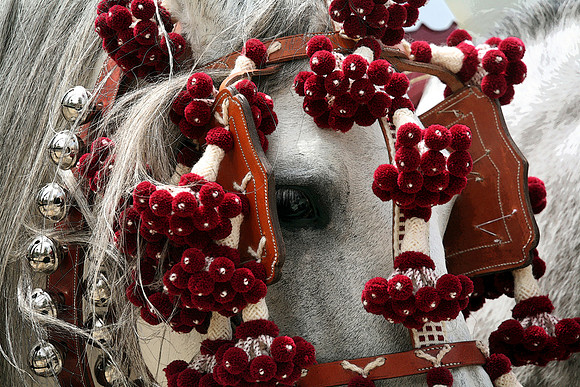 Carriage horses - Jerez, Spain 2006