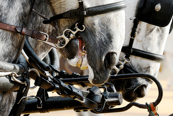 Carriage horses - Jerez, Spain 2006