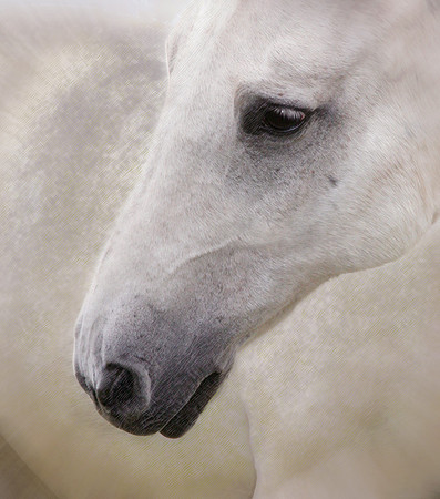 'Old Soul'