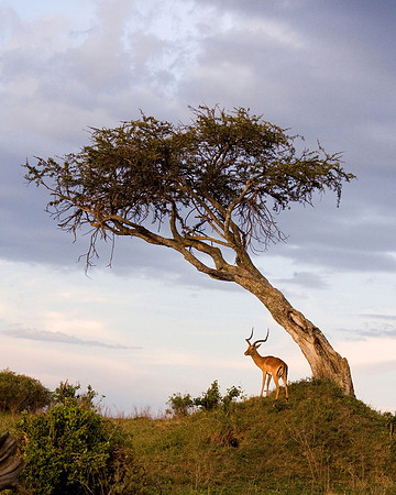 Male Impala at sunset