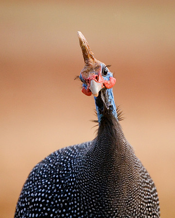 Crested Guinea Fowl