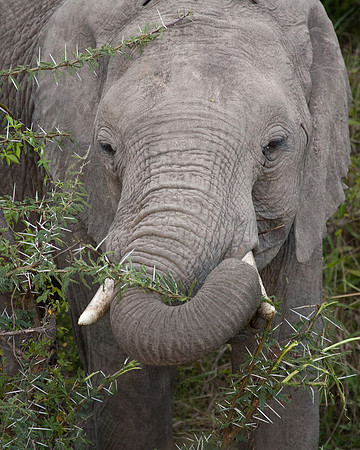 Acacia thorns for breakfast